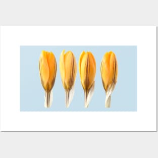 Crocus x luteus  &#39;Golden Yellow&#39;  Syn.  Crocus x stellaris &#39;Golden Yellow&#39; Crocus &#39;Golden Mammoth&#39; Posters and Art